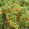 Plum 'Mirabelle de Nancy' fan-trained 150cm (7L)