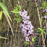 Daphne mezereum 'Rubra' 5L