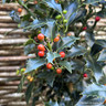 Ilex aquifolium 'Alaska'  150-175cm