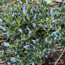 Ilex aquifolium 'Alaska'  150-175cm