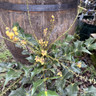 Mahonia jap. Hivernant 3L