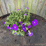 Aubretia gracilis 'Kitte blue'