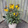 Erysimum erysistible 'Sunset'