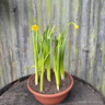 Narcissi 'Tete a Tete' Bowls