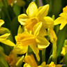 Narcissi 'Tete a Tete' Bowls