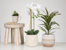 Mavi indoor planter (Scheurich)