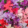 Sweet Pea  mix
