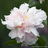 Peony 'Alertie'