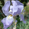 Iris germanica - unusual varieties