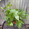 Fatsia Japonica (Paper Plant) - 2ltr