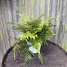 Mixed hardy fern (19cm)