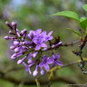 Syringa chinensis 'Saugeana' 3L