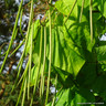 Catalpa bungei 1/2 stem 18L