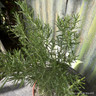 Rosemary ‘Green Ginger’ 14.5cm