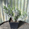 Lavender 'Melissa Lilac' (14.5cm)