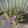 Campanula Ambella 'Intense Purple in terracotta pot