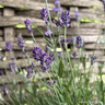 Lavandula 'Munstead' (Lavender) p15