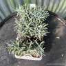 Lavender angustifolia (6 pack)