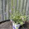 Lavender angustifolia 'Thumbelina' (p10.5)