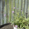 Lavender angustifolia 'Thumbelina' (p10.5)