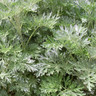 Artemisia 'Powis Castle' 1ltr pot