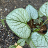 Brunnera macrocephala 'Jack Frost' 1ltr