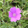 Geranium 'Mavis Simpson'-1L