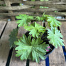 Geranium sanguineum 1ltr