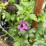 Geranium x oxonianum 'Miss Heidi' 1ltr
