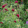 Knautia macedonica 1ltr pot