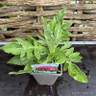 Knautia macedonica 1ltr pot