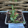 Persicaria affinis 'Donald Lowndes' 1L