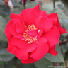 Deep Secret - Hybrid Tea Rose