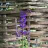 Salvia x sylvestris 'Mainacht' 1ltr