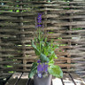 Salvia x sylvestris 'Mainacht' 1ltr