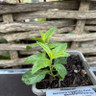 Veronica longifolia First Memory 1ltr
