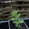 Veronicastrum sibiricum - 1ltr