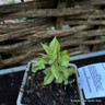 Veronicastrum sibiricum - 1ltr