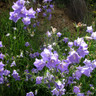 Campanula persicifolia 1ltr pot