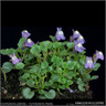 Cymbalaria pallida-1L