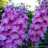 Delphinium 'Cameliard' 1ltr