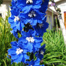 Delphinium 'King Arthur' 1ltr