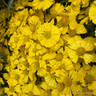 Helenium 'Lemon Sundae'