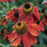 Helenium 'Moerheim Beauty' 1ltr pot