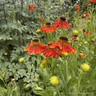 Helenium 'Moerheim Beauty' 1ltr pot