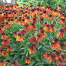 Helenium 'Wyndley' 1ltr pot