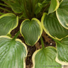 Hosta 'Queen Josephine'-1L