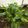 Hosta 'Rainforest Sunrise' 1ltr pot
