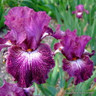 Iris 'Imperator' 1ltr