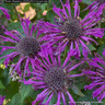 Monarda didyma 'Sugar Buzz Rockin Raspberry' (Bergamot) 1ltr pot